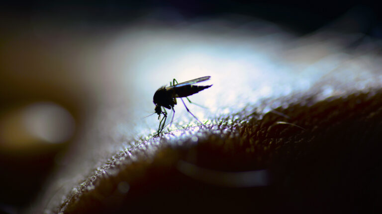 Mosquitoes are more than just pests